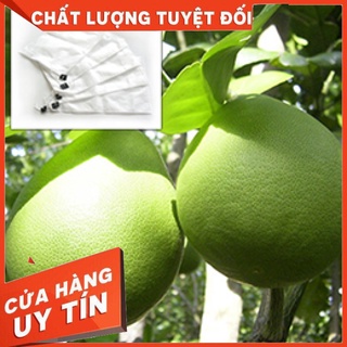100 túi vải bao trái bưởi an khang kích thước 25x30