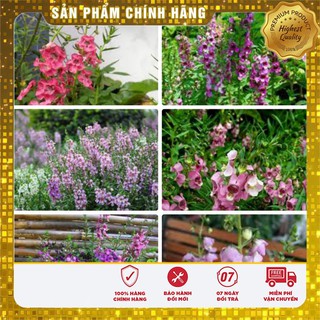 Hạt giống Hoa Ngọc Hân( 5 hạt)