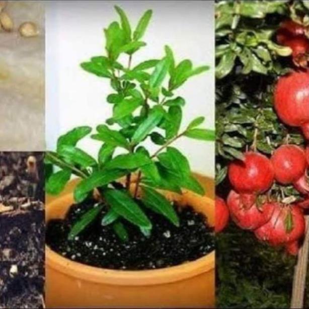 Hạt giống lựu lùn đỏ siêu trái  - Nhà Vườn Khánh Võ