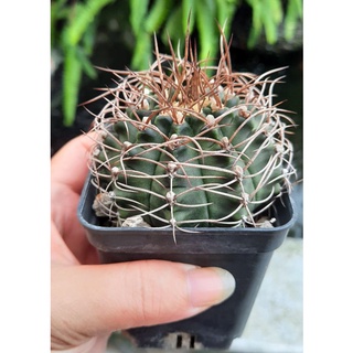 Xương rồng gymno 7cm gai dài - cây bán như hình