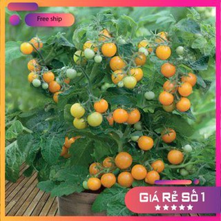 Hạt giống Cà chua bi lùn vàng (20 hạt)