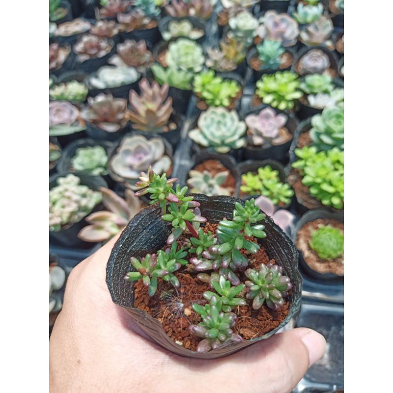 Sen đá sedum gạo tím (sedum nếp cẩm)