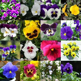Gói 100 hạt giống hoa pansy nhiều màu