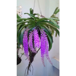 lan đột biến đuôi  chồn