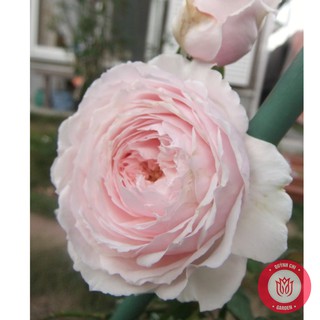Cành Chiết Hồng Ngoại Misaki Cành Chiết Hoa Hồng