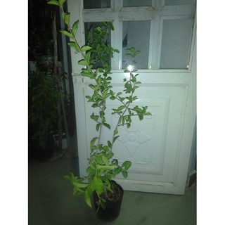 Cây sơ ri , chiều cao 60-80cm (freeship)