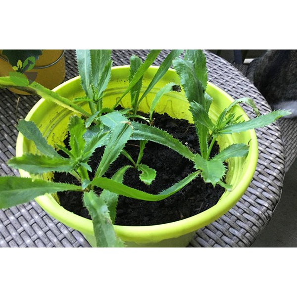 Hạt Giống Rau Ngò Gai/ Mùi Tàu  - Dễ Trồng, Giòn, Thơm - MUA 3 TẶNG 1 CÙNG LOẠI KHUYẾN MẠI TRONG 1 NGÀY