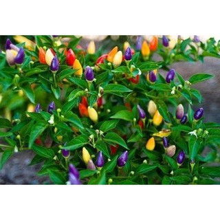 Hạt giống Ớt kiểng Nhiều màu