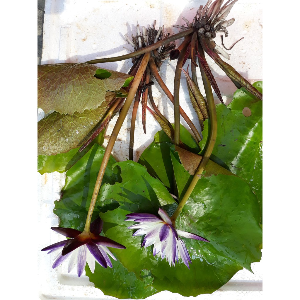 Cây to hoa súng thái lan màu Tím Trắng Purple Joy V-14