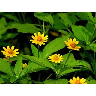 Hạt giống hoa Cúc mặt trời