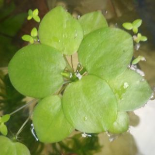 Cây thủy sinh bèo nhật