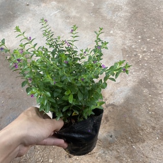 Cây hoa cẩm tú mai hoa nở rực rỡ sum suê nhiều nhánh cực to đẹp