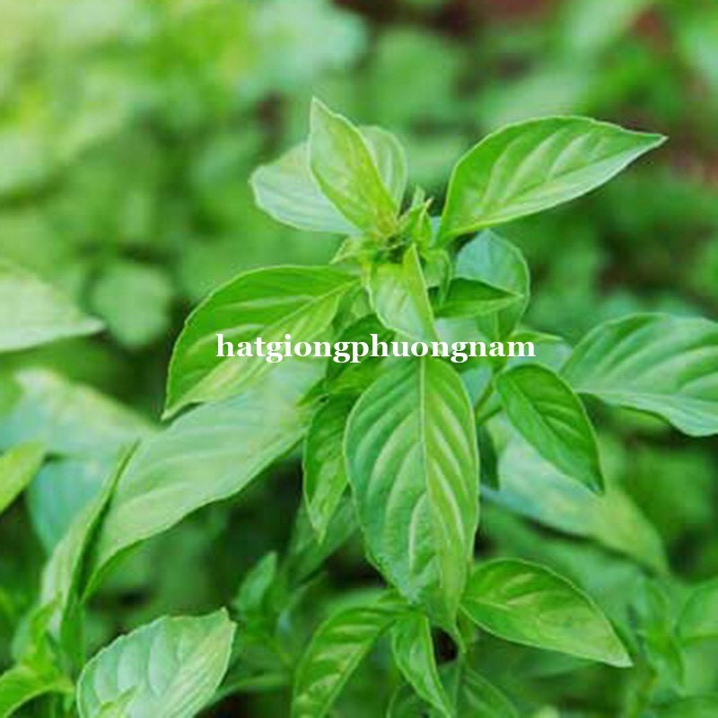 HẠT GIỐNG HÚNG TRẮNG ( RAU THƠM SẢ)