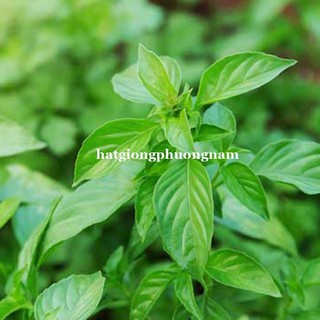 Hạt giống húng trắng