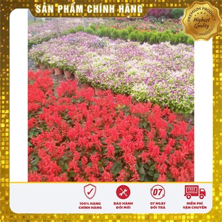 Hạt giống Hoa Xác Pháo đỏ 50 Hạt