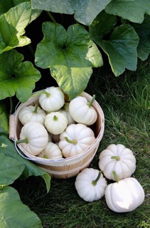 HẠT GIỐNG BÍ NGÔ SỮA