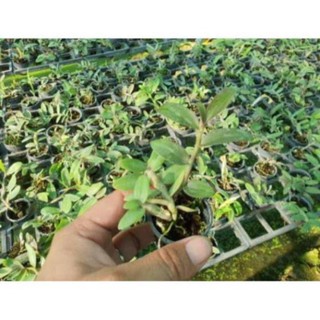 Hoa Lan Trầm Tím Giống Hoa Thơm