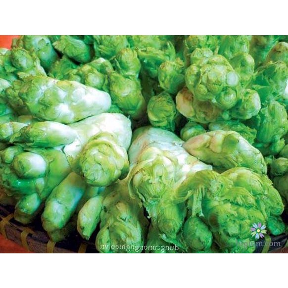 Hạt giống rau Cải Mầm Đá đặc sản Tây Bắc