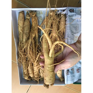 combo 2 Nhân sâm tươi xách tay hàn quốc loại củ lớn hình thật 100%