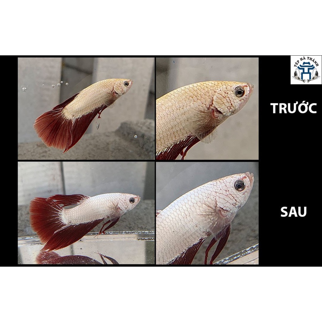 ParaKill &amp; Anti Stress Dưỡng Cá và Phòng Các Loại Nấm Cho Cá Cảnh