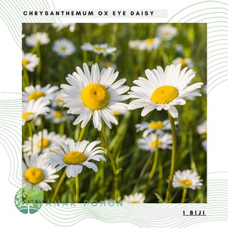 Hạt giống hoa cúc họa mi cúc dại 50h