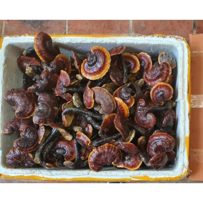 1kg nấm lim xanh hàng trồng