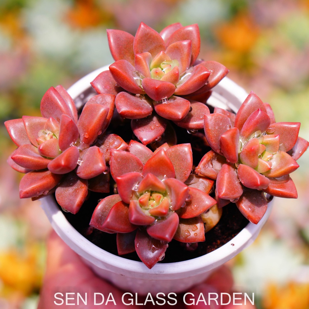 Sen đá đá đỏ chậu treo 8cm GLASS GARDEN giống hình, Bao Khỏe, Lỗi 1 đổi 1