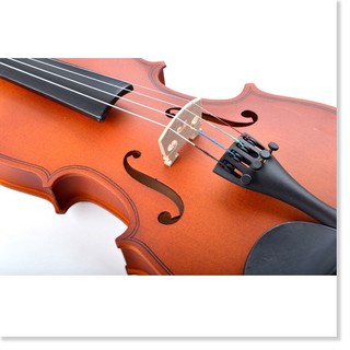 Đàn Violon, Violin Vines V35