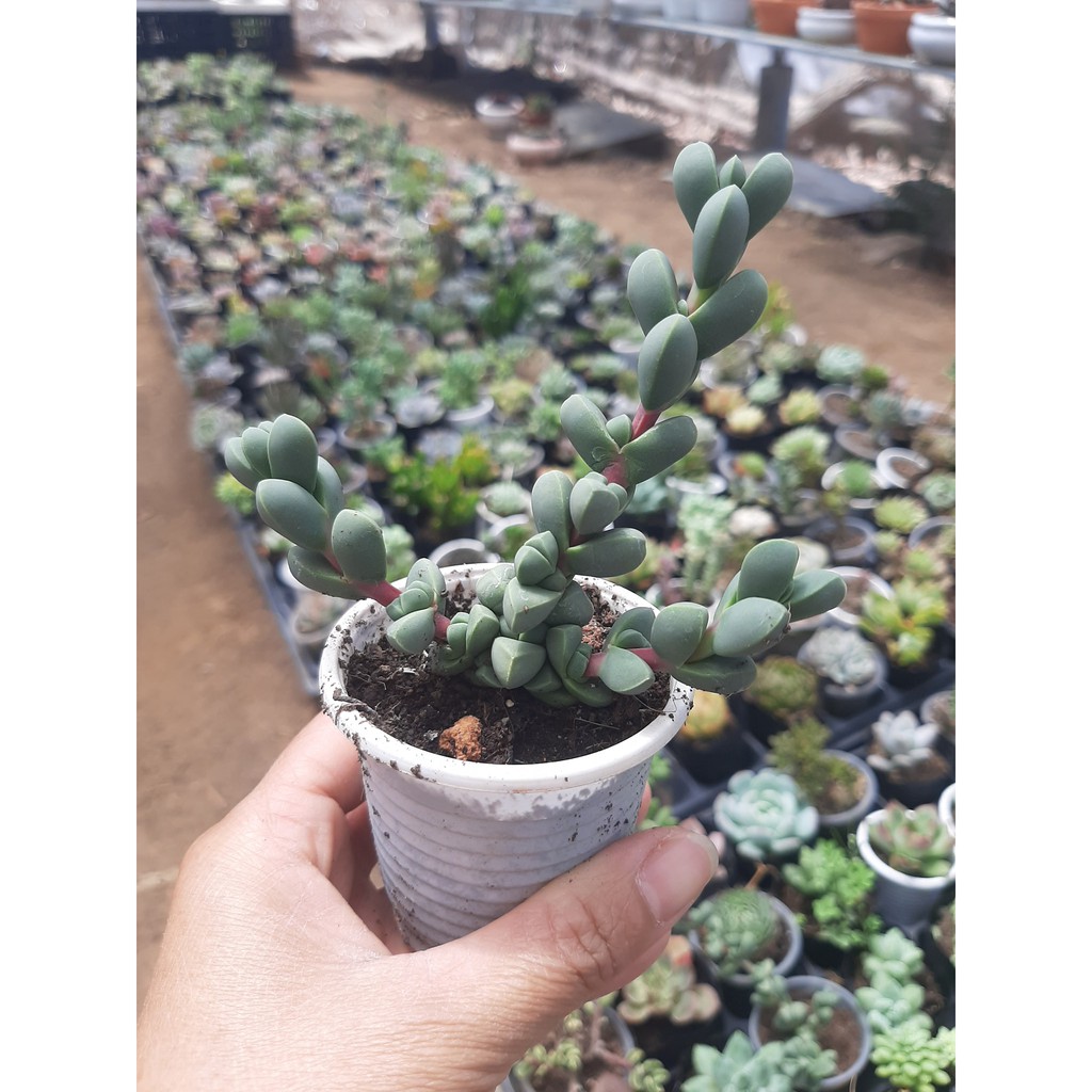 SEN ĐÁ LÁ TIM🌵SIZE6CM🌵 💎 |FREESHIP| 🔥 XUẤT XỨ ĐÀ LẠT, ĐÃ THUẦN KHÍ HẬU, SIÊU KHOẺ ĐẸP 🔥LỖI 1 ĐỔI 1