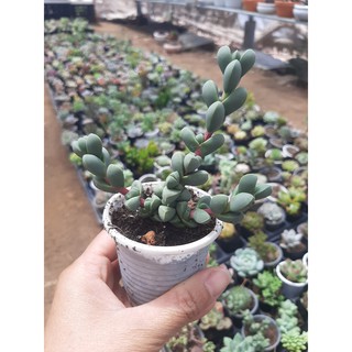 SEN ĐÁ LÁ TIM🌵SIZE6CM🌵 💎 |FREESHIP| 🔥 XUẤT XỨ ĐÀ LẠT, ĐÃ THUẦN KHÍ HẬU, SIÊU KHOẺ ĐẸP 🔥LỖI 1 ĐỔI 1