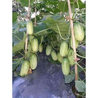 Hạt giống dưa chuột mèo ( tặng phân bón , kích mầm ) .
