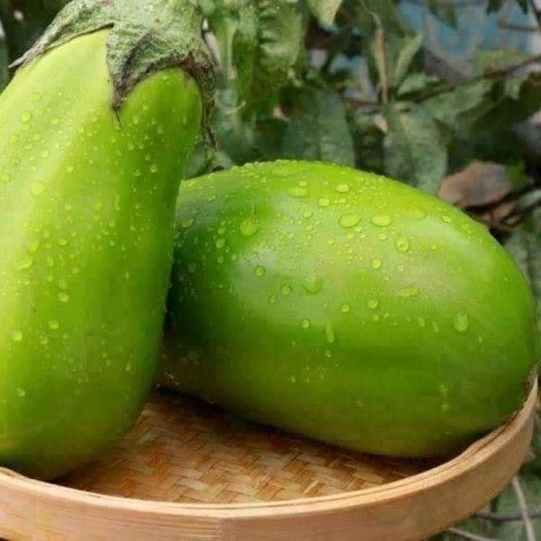 Hạt Giống Cà Xanh Tròn Qủa To  - Dễ Trồng, Năng Suất Cao - MUA 3 TẶNG 1 CÙNG LOẠI