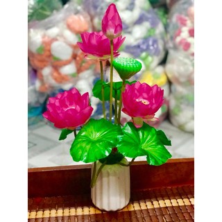 sen vải cụm to