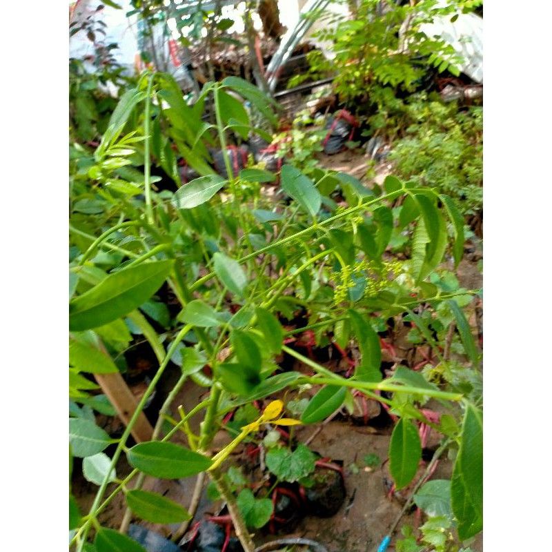 CÂY GIỐNG CÓC THÁI LÙN DANG HOA BÓI NĂM ĐẦU