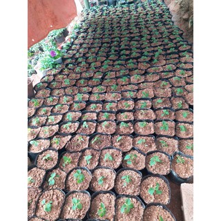 - 1kg túi bầu ươm cây các size nhập.