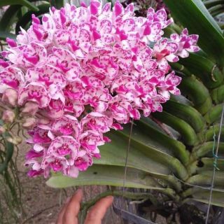 Ngọc điểm lá mít giống (đai châu- nghinh xuân)