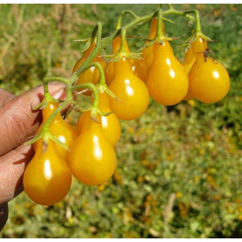 Hạt giống cà chua bi quả lê vàng rất sai quả, dễ trồng hơn 30 hạt