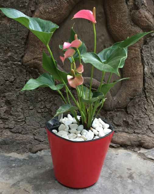 CHẬU TỰ DƯỠNG THÔNG MINH-18cm x 16,5cm: Tự tưới thẩm thấu, có phao báo nước, 3 màu.