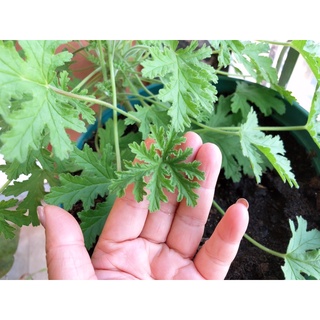 Hoả tốc HN - Cây giống phong lữ hoa hồng Rose-Scented Geranimums