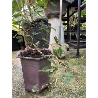 Cây Trinh nữ bonsai dáng thác đổ