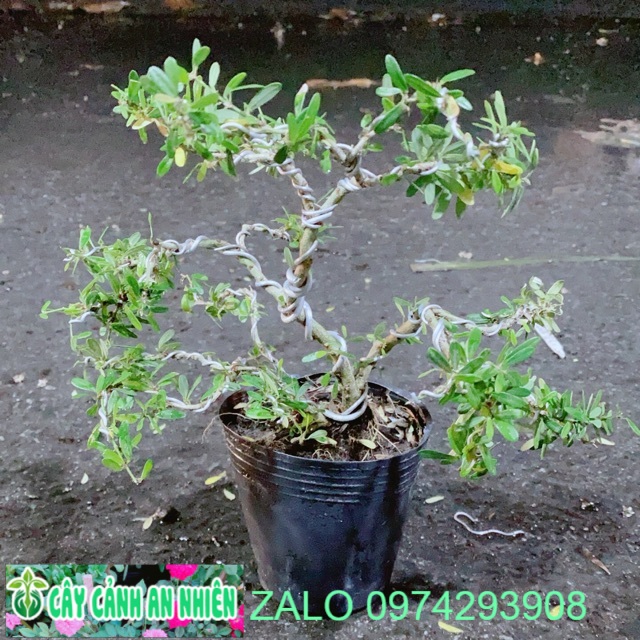 Linh Sam Bonsai