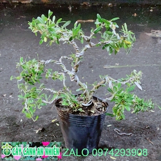 Linh Sam Bonsai