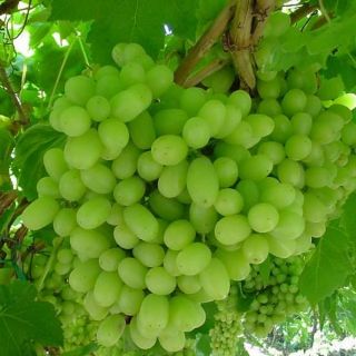 Cây giống nho xanh không hạt