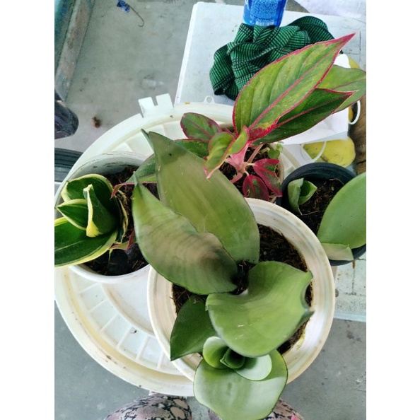 Lưỡi hổ bạch kim