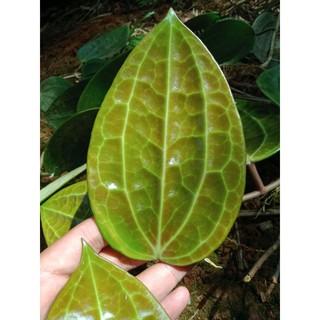 Mô Hình Đồ Chơi Nhân Vật Hoyalatifolia
