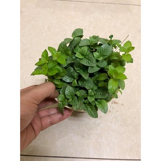 Cây Quế Vị – Thơm Mùi Xá Xị [Cây gia vị].