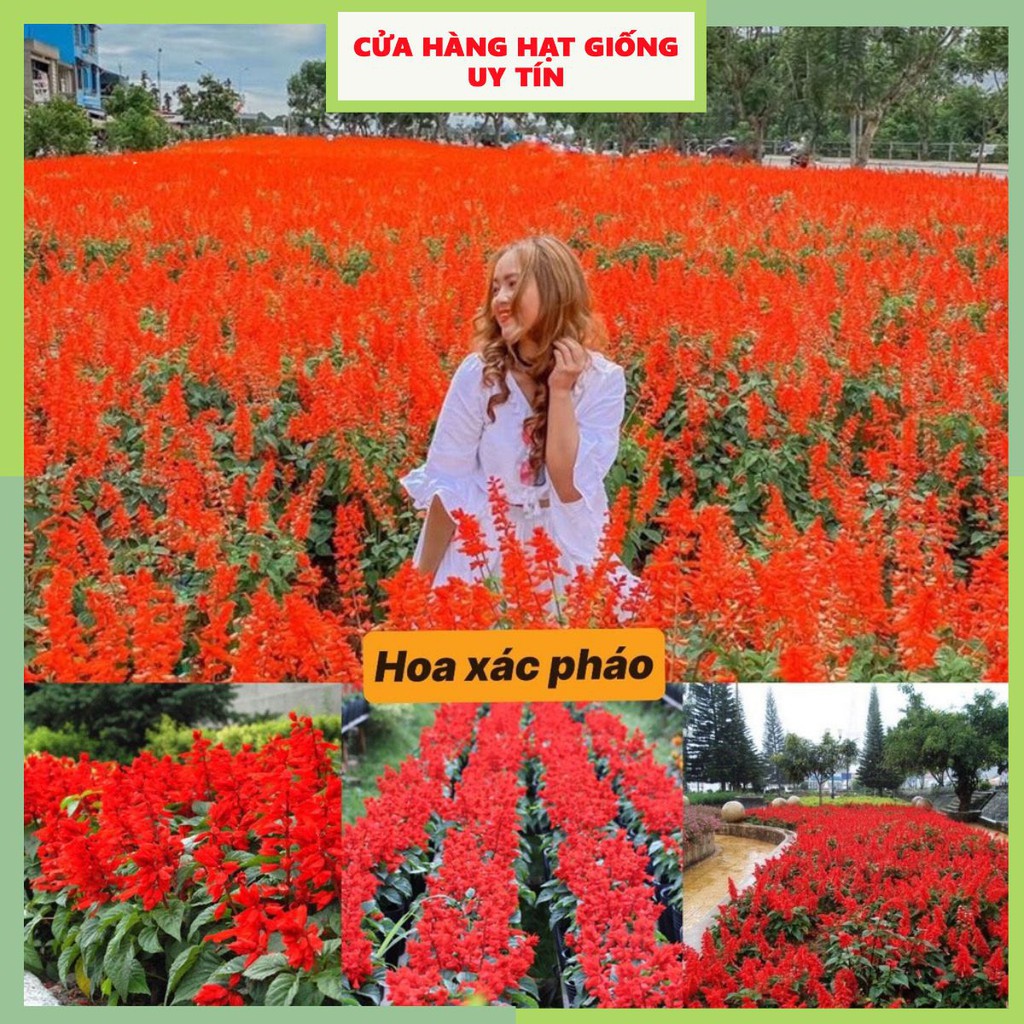 [Gói 300 hạt] Hạt Giống Hoa Xác Pháo F1 Loại Siêu Dễ Trồng, Hoa Nở Đẹp Tặng kèm Hướng Dẫn Trồng