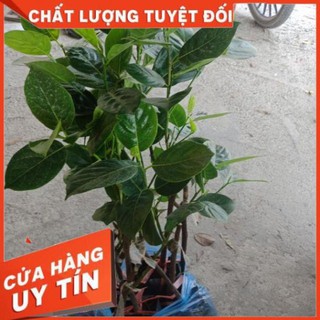 Cây Mít Không Hạt