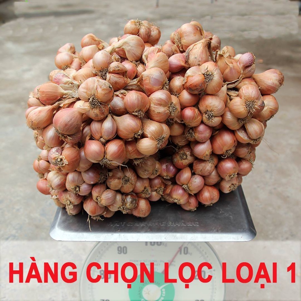 Bột hành ta hộp 500g Hải Dương, hành bắc chọn lọc loại 1