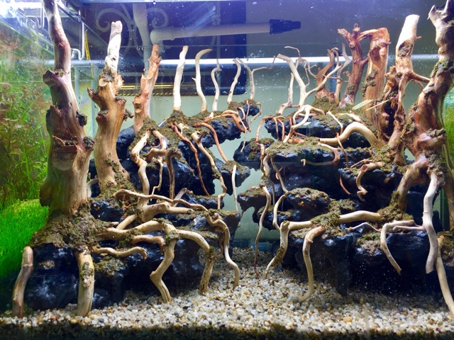 ☘️Bố cục đá chơi bể cá thủy sinh☘️